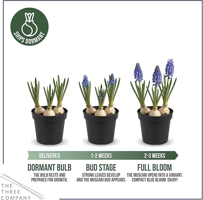 Live Flowering Muscari Grape Hyacinth (4 Per Pack), Beautiful Spring Bulbs, Ships Dormant in 1 Pt Pot, Blooms in 3-5 Weeks