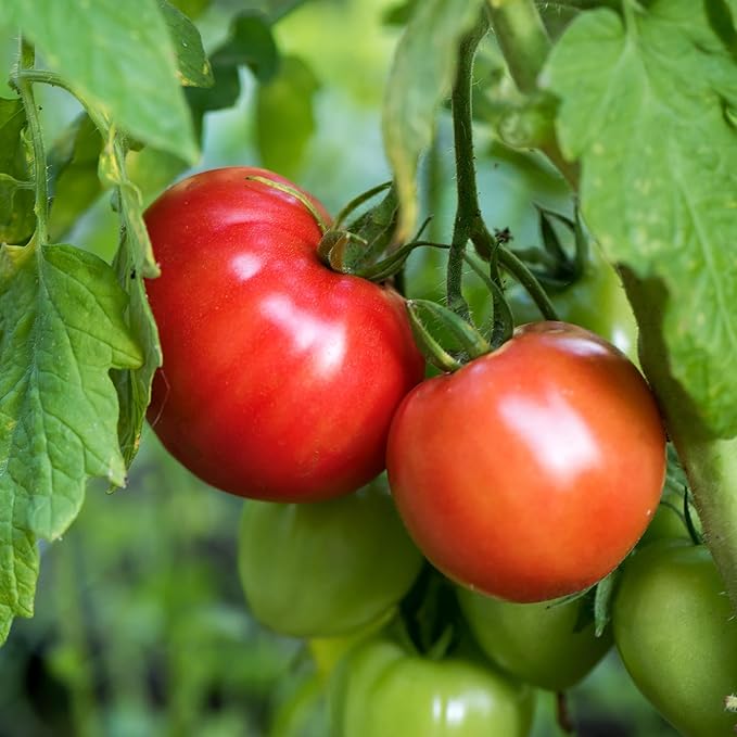 Banyan Botanicals Organic Tomato Seeds – Easy-to-Grow German Johnson Heirloom Beefsteak Tomato Seeds for Planting in Spring – 25 Count – Open Pollinated Non-GMO