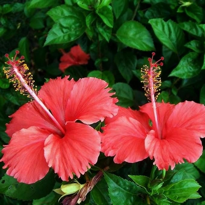 50 Hibiscus Flower Seeds for Planting, Mix Color Beautiful Hibiscus Seed, Non-GMO Perennial Hibiscus Flower Seeds for Small Garden Border, Home Outdoor