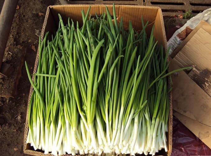 Seeds Vegetable Welsh Onion Bunching Green - 300 Seeds