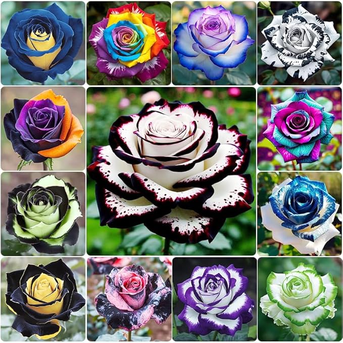 325+ Mix Color Rose Seeds for Plantng- Heirloom Non-GMO Flower Seeds for Garden Blooms