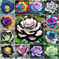 325+ Mix Color Rose Seeds for Plantng- Heirloom Non-GMO Flower Seeds for Garden Blooms