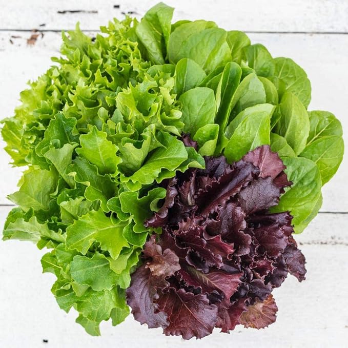 Seeds Lettuce Indoor Mix - 20 Days for Salad - Heirloom Vegetable - GMO Free