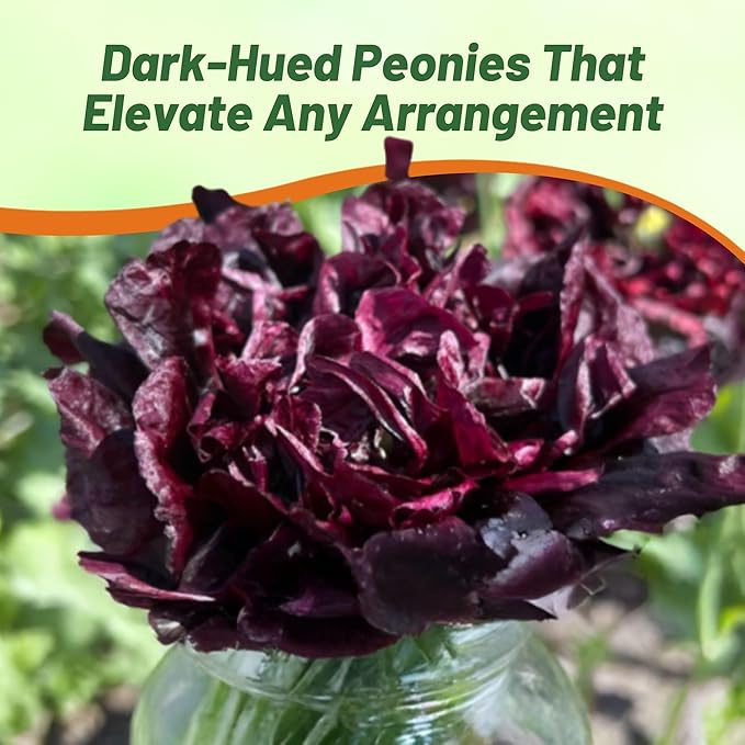 Outsidepride Peony Black Poppy Seeds for Planting - 5000 Pcs Annual, Drought-Tolerant & Easy to Grow Wildflower Seeds with Vibrant Dark Burgandy Blooms for Landscaping, & Pollinator Garden