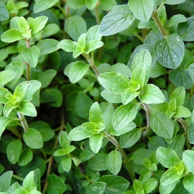 Common Italian Oregano Herb Garden Seeds - 0.25 Oz - Non-GMO, Heirloom Herbal Gardening & Microgreens Seed