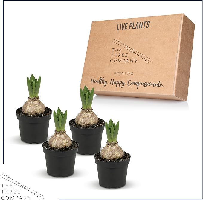 Live Flowering Hyacinth (4 Per Pack) - Pink, Beautiful Spring Bulbs, Ships Dormant in a 1 Pint Pot, Blooms in 2-3 Weeks