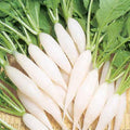 Radish Seeds - Shirahime Hatsuka Daikon - 1 Oz ~2800 Seeds - Non-GMO, Heirloom - Asian Garden Vegetable & Microgreens