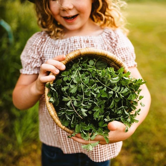 Salad Burnet (Lesser Burnet or Garden Burnet) - 100 Seeds - Flavorful Leaves Great for Salads, Non-GMO Heirloom Herb Seeds for Planting in The Home Garden, Thresh Seed Company