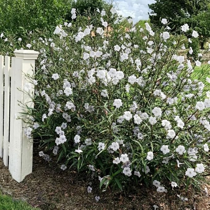 Set 6 White Mexican Petunia Plants Live, Perennial Outdoor Growing, Startrer Size 4-6" in Tall, Long Blooming Season, Landscapes, Borders, Ground Cover