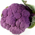 Graffiti Hybrid Cauliflower Garden Seeds - 100 Seeds - Non-GMO, Purple - Vegetable Gardening Seed by Mountain Valley Seed