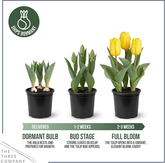 Live Flowering Tulip (4 Per Pack) - Yellow, Beautiful Spring Bulbs, Ships Dormant in 1 Pint Pot, Blooms in 2-3 Weeks