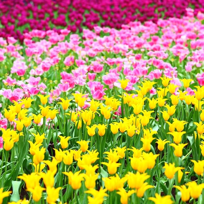 20 Top Size Tulip Bulbs for Spring Planting, Mixed Tulip Flower Bulbs, Bulk Pack of Colorful Tulips for Spring Blooms, Grow Flowerbeds, Fresh Harvest