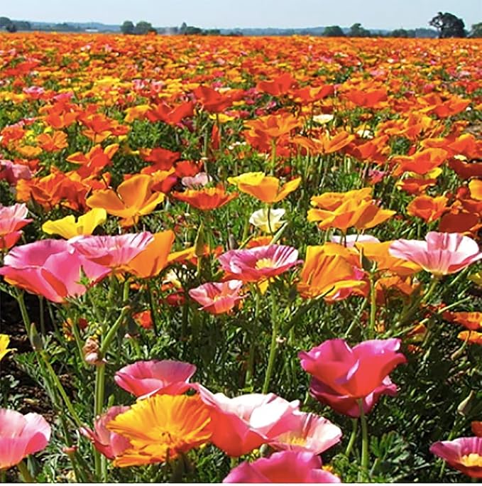 Mission Bells - California Poppy Mix Seeds - Approximately 3,200 Seeds
