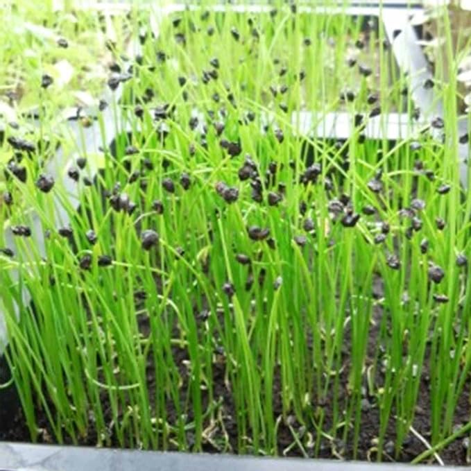 Onion Sprouting Seeds - 4 Oz ~33,600 Seeds - Non-GMO, Organic Sprout Seed - Grow Sprouts