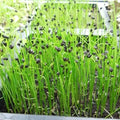 Onion Sprouting Seeds - 1 Oz ~8,400 Seeds - Non-GMO, Organic Sprout Seed - Grow Sprouts