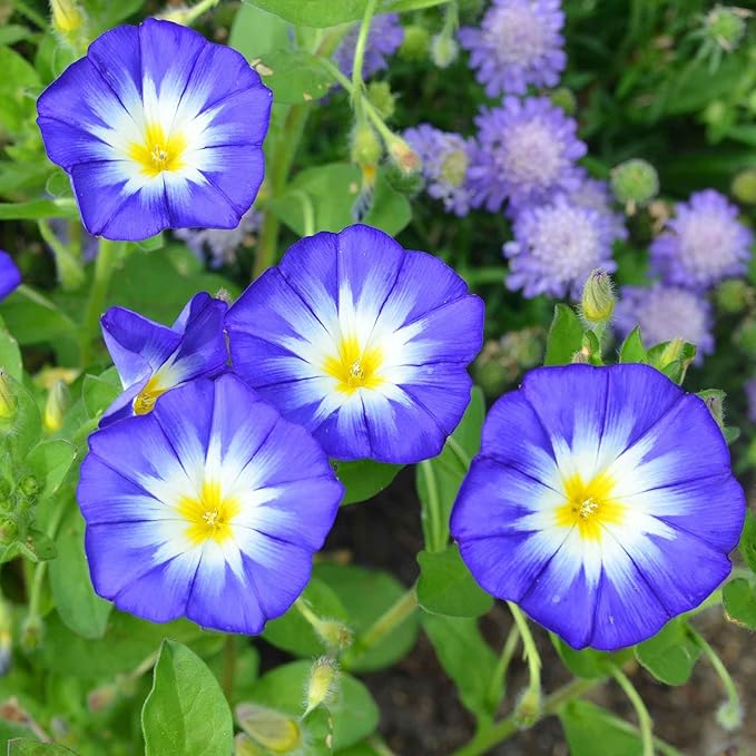 Eden Brothers Morning Glory Seeds (Dwarf) - Royal Ensign