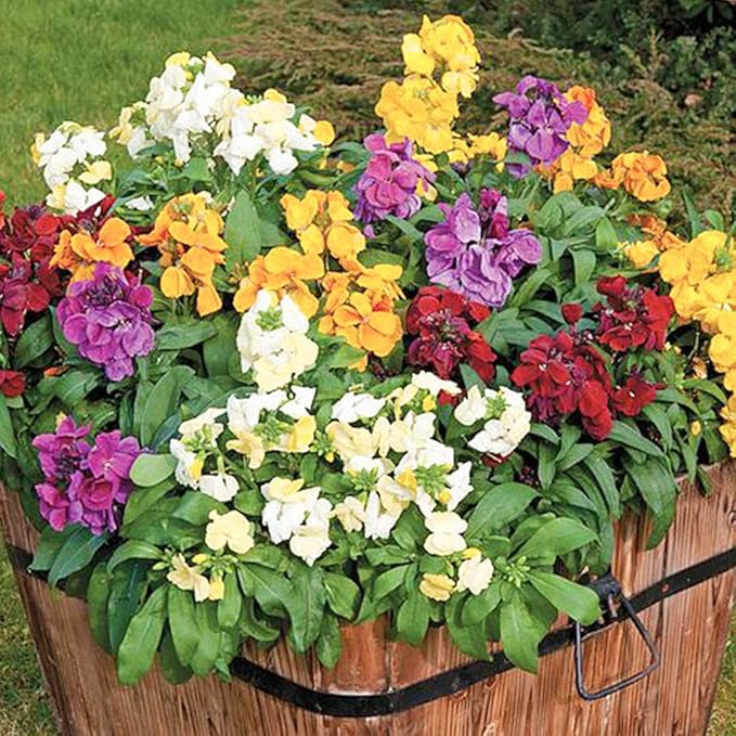 Mixed Erysimum Seeds for Planting - 100Pcs Multicolor Erysimum Seeds for Growing Garden Home Garden Balcony Easy to Grow Flowers Seeds