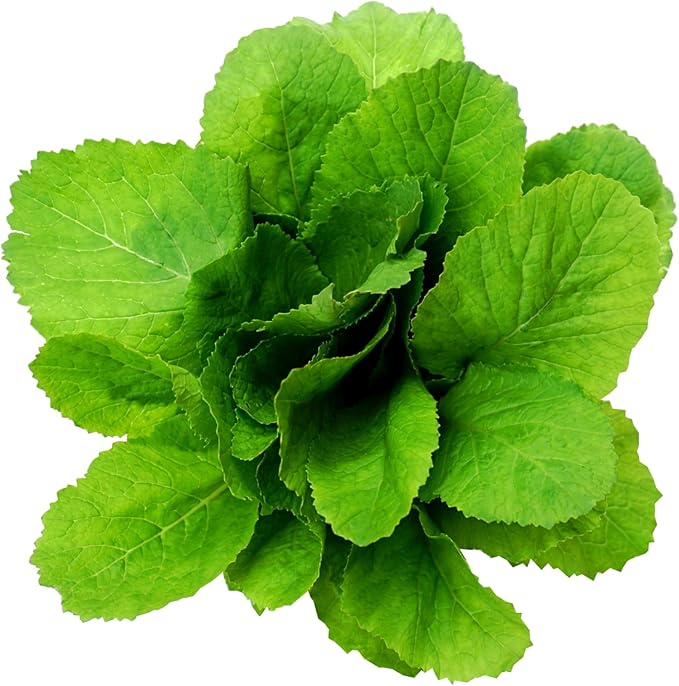 2000 Florida Broadleaf Mustard Seeds for Planting - Heirloom, Non-GMO, USA Grown - Brassica Juncea