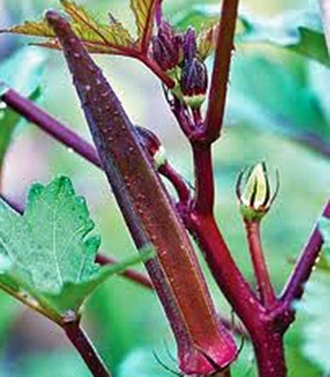 Okra Seed, Red Burgandy, Heirloom, Non GMO, 500 Seeds, Garden Okra Seed
