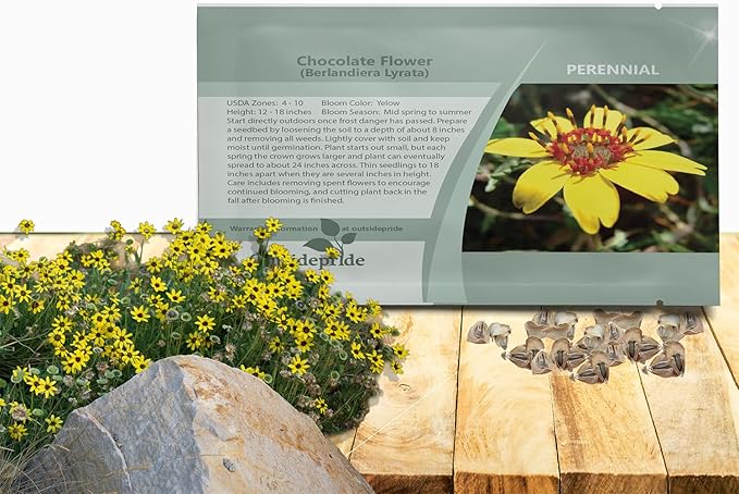 Outsidepride Chocolate Flower Scented Daisy Seeds for Planting – 100 Pcs. Perennial Wildflower Seeds, Low Maintenance, Highly Adaptable, Fragrant Flowers for Gardens