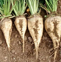 Sugar Beet Seeds for Planting – Plant & Grow Heirloom Sugar Beets in Home Outdoor Vegetable Garden, Beta vulgaris – 3 Packets