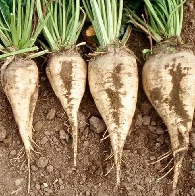 Sugar Beet Seeds for Planting – Plant & Grow Heirloom Sugar Beets in Home Outdoor Vegetable Garden, Beta vulgaris – 2 Packets