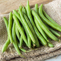 Top Crop Bush Bean Seeds - 100 Count Seed Pack -These Beans are Great for Canning or Freezing.- Country Creek LLC