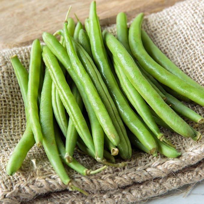 Top Crop Bush Bean Seeds - 100 Count Seed Pack -These Beans are Great for Canning or Freezing.- Country Creek LLC
