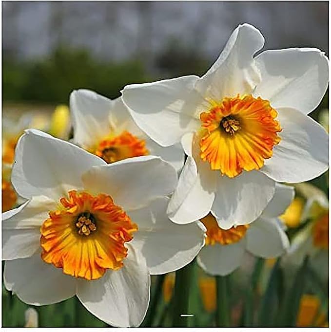 10 Jamestown Narcissus Bulbs - Top Size Daffodil Bulbs