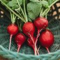 Early Scarlet Globe Radish - 150 Seeds - Easy & Fast to Grow, Crunchy & Refreshing Red Radish Variety, Non-GMO Heirloom Radish Seeds for Planting in The Home Garden, Thresh Seed Company