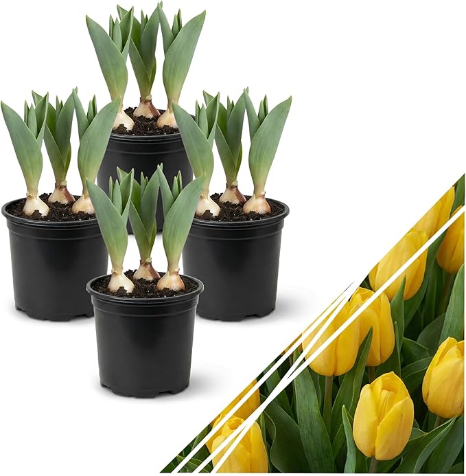 Live Flowering Tulip (4 Per Pack) - Yellow, Beautiful Spring Bulbs, Ships Dormant in 1 Pint Pot, Blooms in 2-3 Weeks