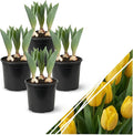 Live Flowering Tulip (4 Per Pack) - Yellow, Beautiful Spring Bulbs, Ships Dormant in 1 Pint Pot, Blooms in 2-3 Weeks