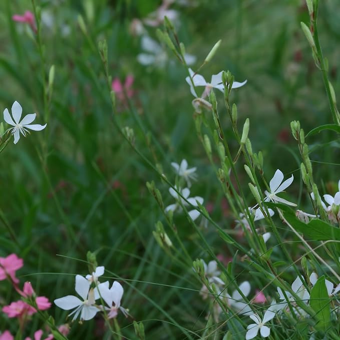 300+ Gaura Flower Seeds for Planting, Mixed Color Gaura Seed, Perennial Flower Plants, Non-GMO Heirloom Gaura Seeds for Outdoor Garden
