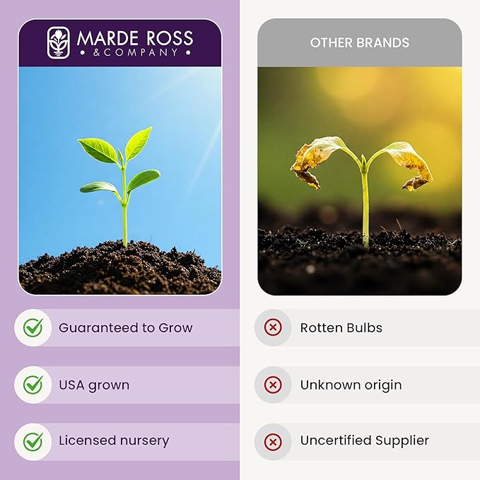 10 Double Snowdrops Bulbs - Top Size - Earliest Spring Blooms Thrive in Shade and Partial Sun - A Rare and Potected Specie in Holland