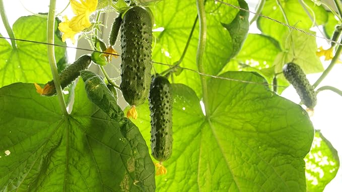 Seeds4planting - Seeds Indoor Cucumber Self-Pollinated Giant Pickling Vegetable Non GMO