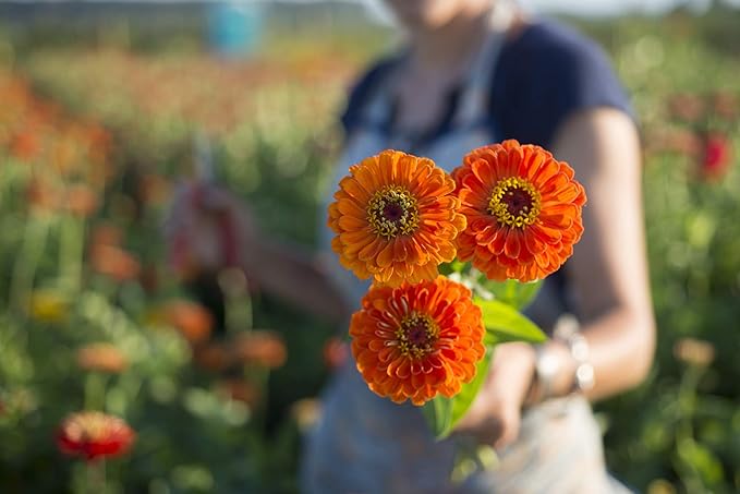 Gaea's Blessing Seeds - Zinnia Seeds - California Giants Seed Mix with Easy to Follow Planting Instructions Heirloom Non-GMO 91% Germination