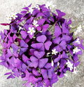 Complete Spring Flower Bulb Garden - 10 Bulbs Tulip/Crocus/Ranunculus Bulbs Continuous Blooms (Spring Color from March Through June) - Large Size Jumbo Bulbs (Purple Shamrocks Bulbs)