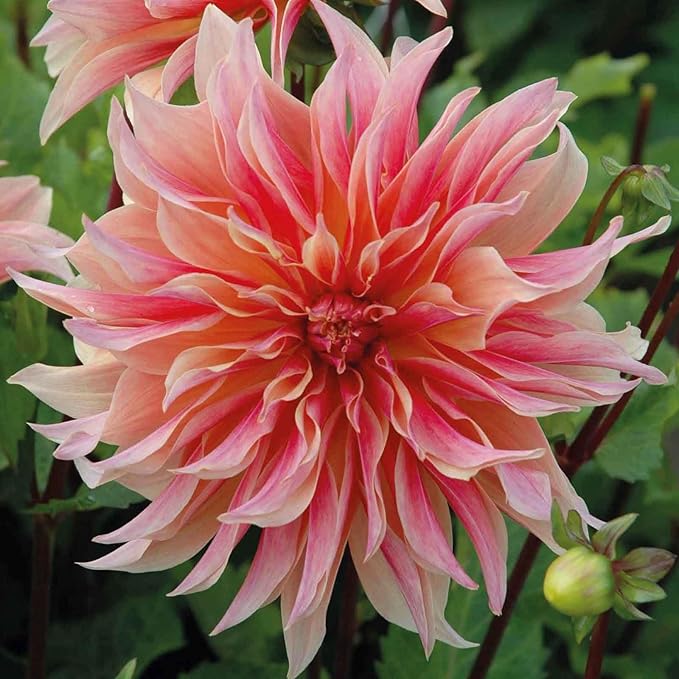 Eden Brothers Dahlia Bulbs (Decorative) - Labyrinth, Non-GMO Bulbs for Planting, 2 Bulbs | Low-Maintenance Flower Bulbs, Plant During Spring, Zones 8, 9, 10, 11