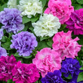 300+ Double Dwarf Petunia Seeds - Mixed Colors, Perfect for Outdoor Gardens, Balcony Hanging Baskets, Containers, Attracts Butterflies & Bees, Heat and Sun Tolerant
