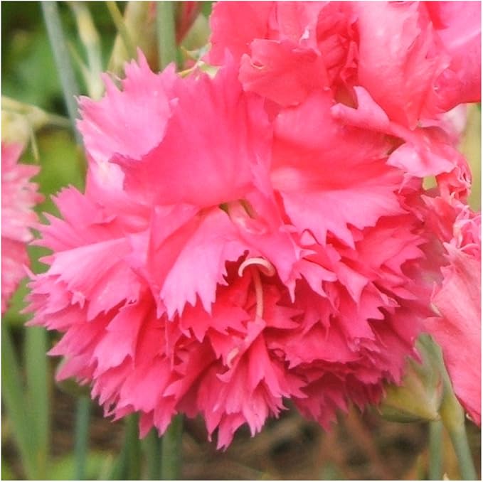 Seed Needs, Grenadin Rose Carnation Seeds - 500 Heirloom Seeds for Planting Dianthus caryophyllus - Annual Cut Flowers to Plant in the Garden (1 Pack)