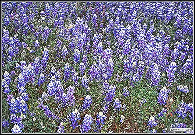 Texas Bluebonnets - Approximately 100 Seeds .1 Oz - Texas State Flower