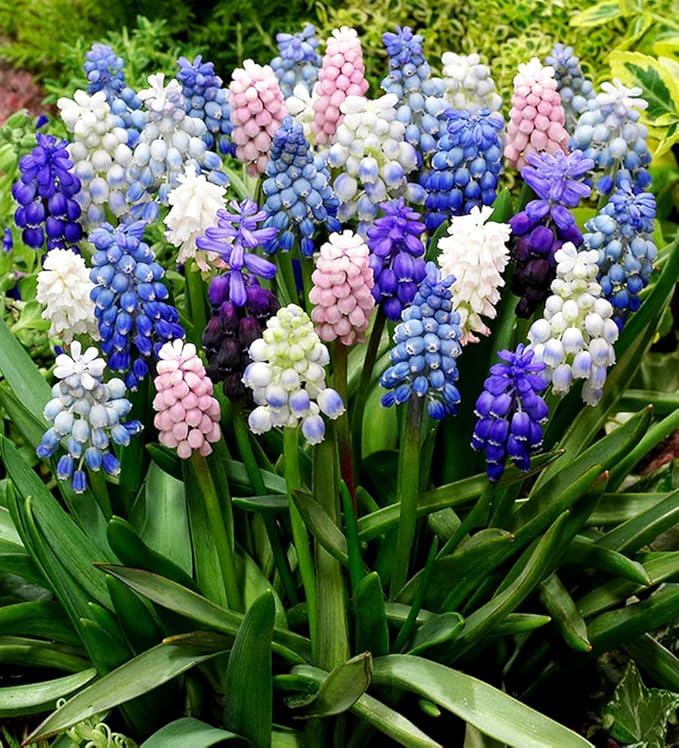 Muscari Mix Bulbs - Perennial Muscari Mixture Grape Hyacinth | Fragrant and Narrow Strap Shaped Flowers - Size 8-9 cm (10 Bulbs)