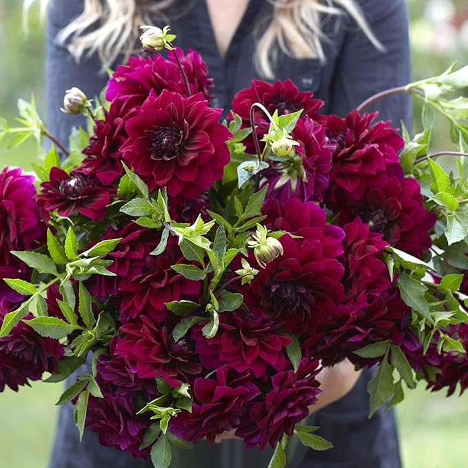 Eden Brothers Dahlia Bulbs - Admiral Rawlings