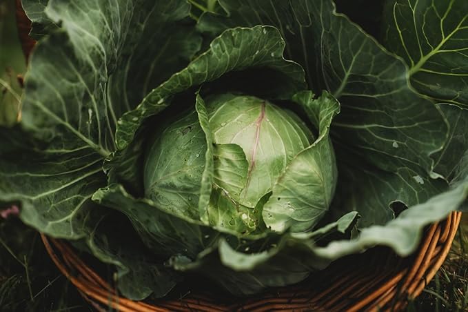 Copenhagen Market Cabbage - 100 Seeds - Heirloom & Open-Pollinated Variety, Non-GMO Vegetable Seeds for Planting Outdoors in The Home Garden, Thresh Seed Company