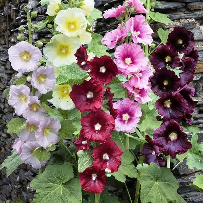 Hollyhock Spring Mix Seeds – Alcea Rosea | Biennial/Perennial | Towering, Vibrant Blooms for Cottage Gardens