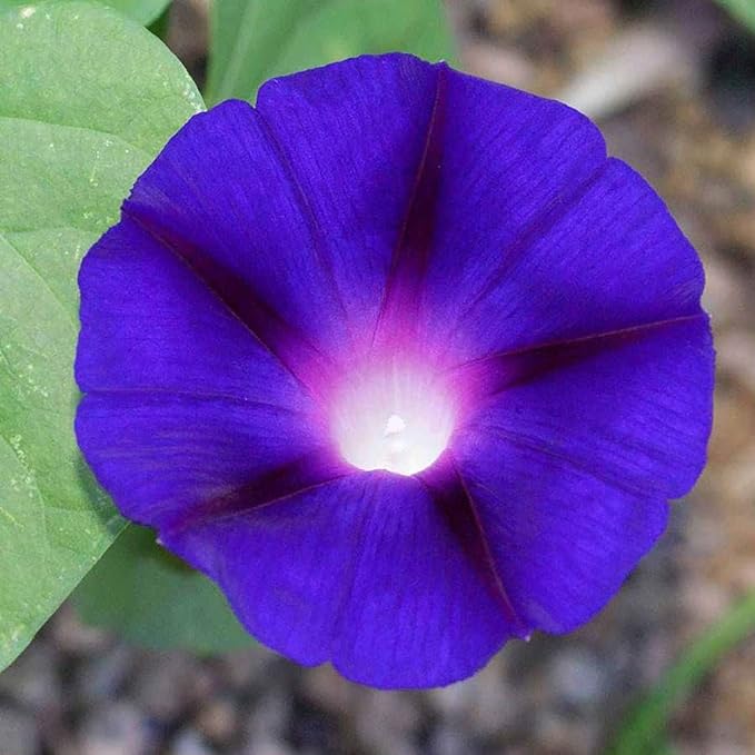 Park Seed Morning Glory Vine Flower Plant Seeds, Easy to Grow, Perfect for Spring Garden, Grandpa OTT, Pack of 50