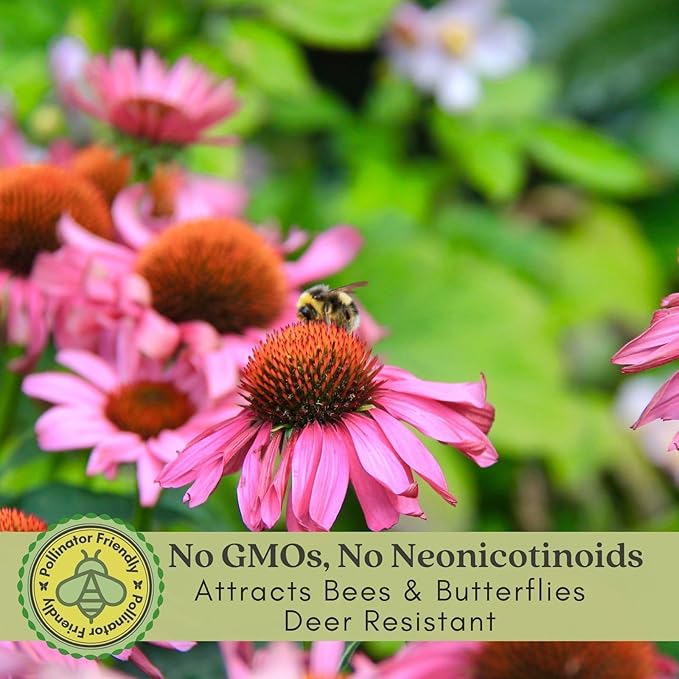 Clovers Garden Deep Rose Coneflower (Echinacea) Plants – Two (2) Live Plants – Non-GMO - Not Seeds - Each 4" to 8" Tall – in 4" Inch Pots – Hardy Flowering Perennial, Pollinator Favorite