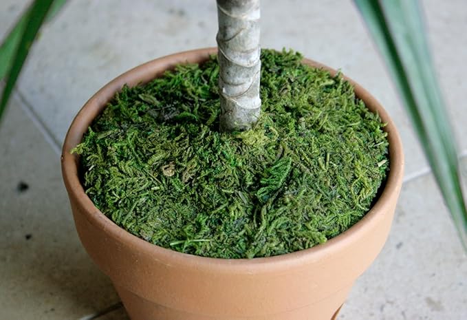 SuperMoss (26335) Moss Soil Toppers, Fresh Green, Assorted 4 Sizes