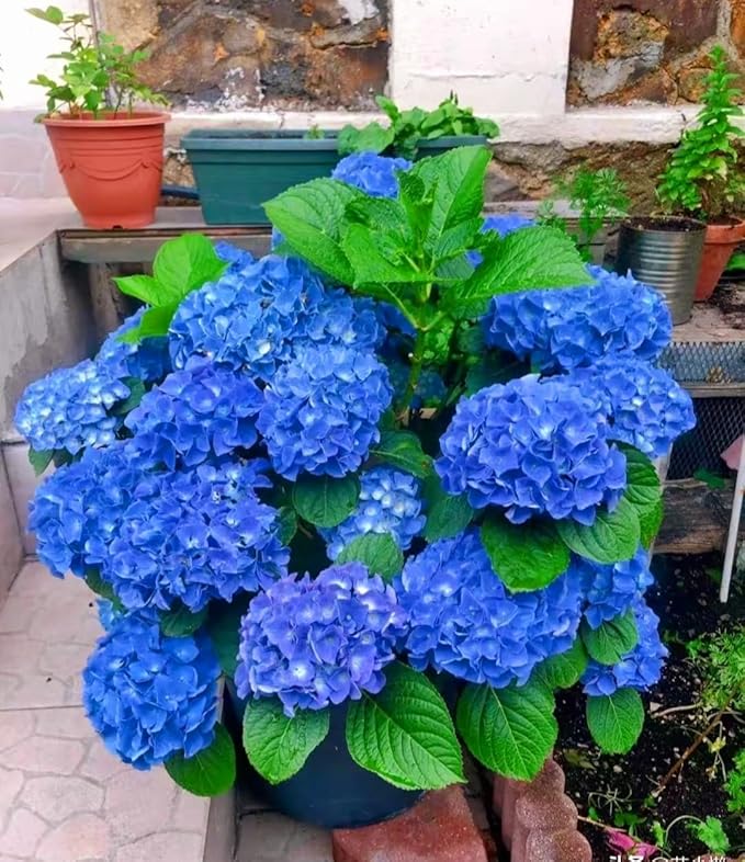 120 Mix Hydrangea Seeds Giant Snowball for Planting Flowers Bush Plants Garden Shrub Bonsai