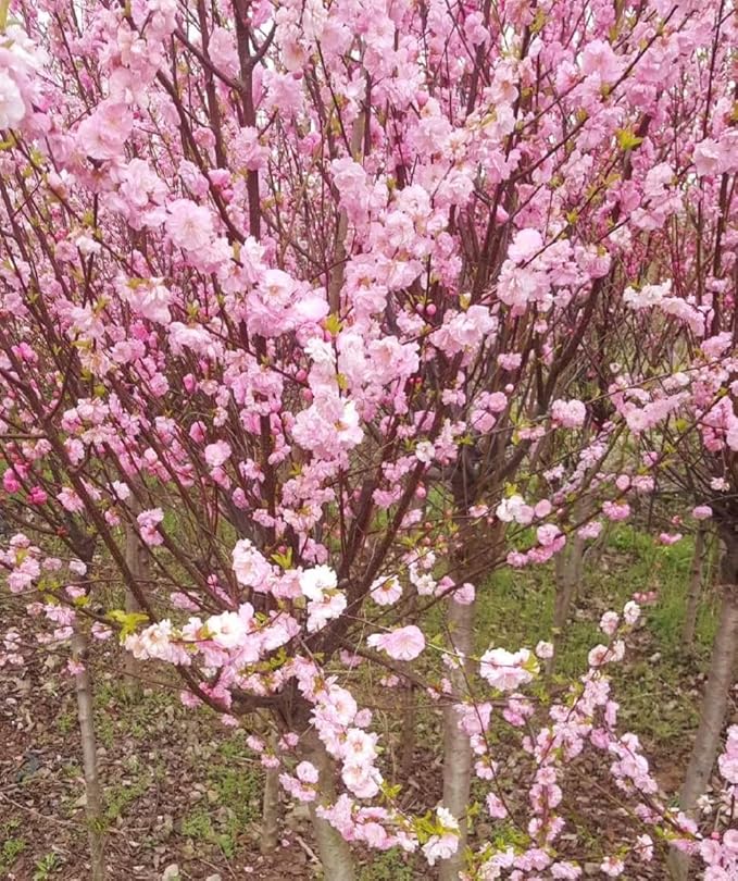 50 Japanese Cherry Blossom Seeds Rare Fast Hardy Flower Sakura Bonsai